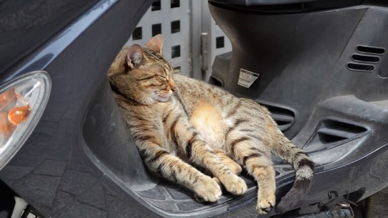 Un gato callejero descansa sobre una moto aparcada en la calle.