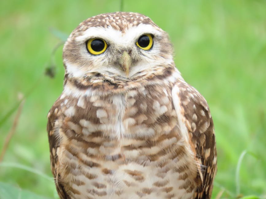 Parque Nelson Mandela Móstoles