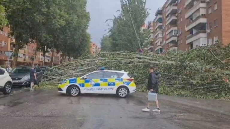 Vientos-fuertes-provocan-caida-de-arboles-y-danos-en-el.jpg