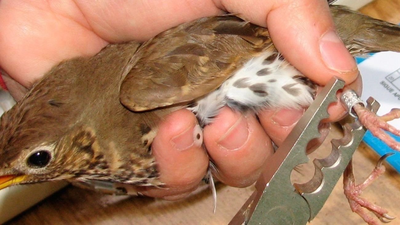 Anillamiento de un ave