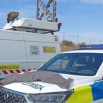 Rescate de un buitre leonado en la A-5, en Móstoles