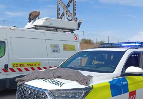 Rescate de un buitre leonado en la A-5, en Móstoles