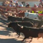 Móstoles se vuelca con sus fiestas patronales: encierros, misa rociera y pancetada