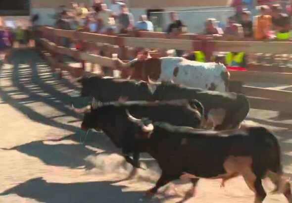 Móstoles se vuelca con sus fiestas patronales: encierros, misa rociera y pancetada