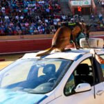 Móstoles rinde homenaje a los 30 años de su Unidad Canina con un emocionante campeonato