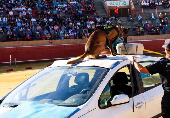 Móstoles rinde homenaje a los 30 años de su Unidad Canina con un emocionante campeonato